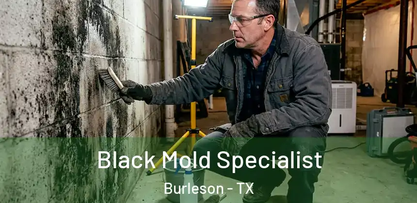  Black Mold Specialist Burleson - TX